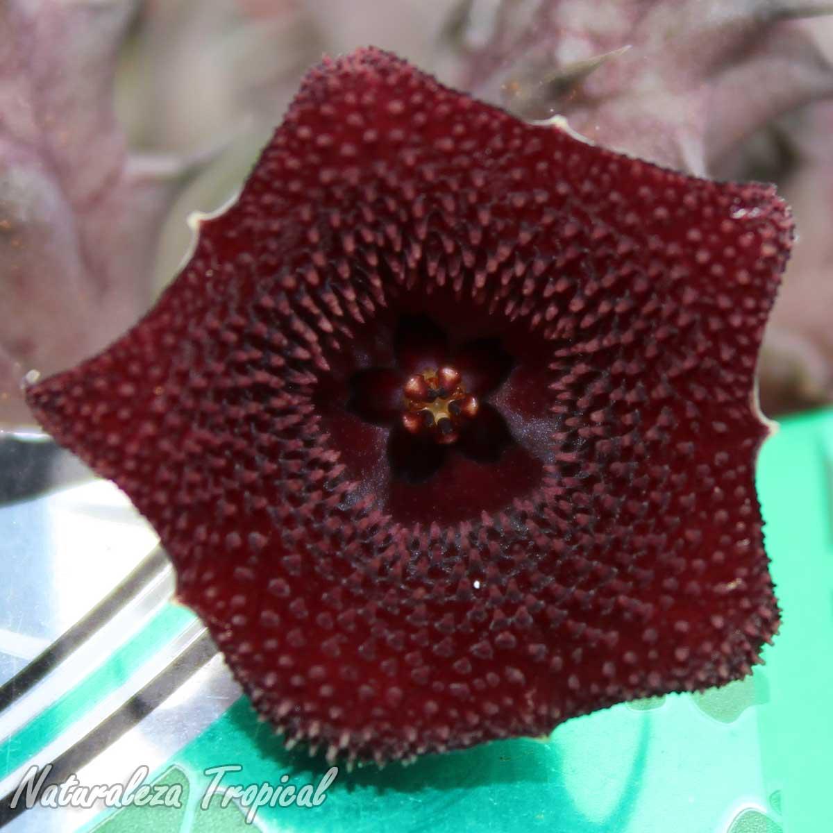 Flor de la planta suculenta Huernia ˡRed Spinesˡ clon 3 KMP 033