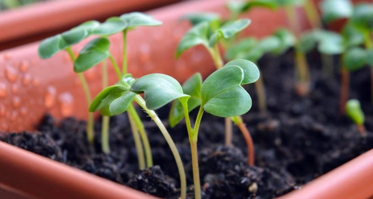 Germinacion de semillas horticolas