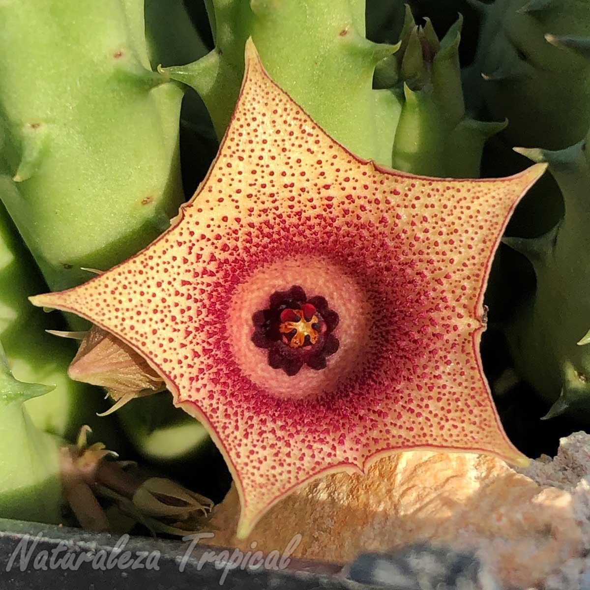 Vista de la flor de la planta suculenta Huernia ˡ Anita ˡ KMP 034