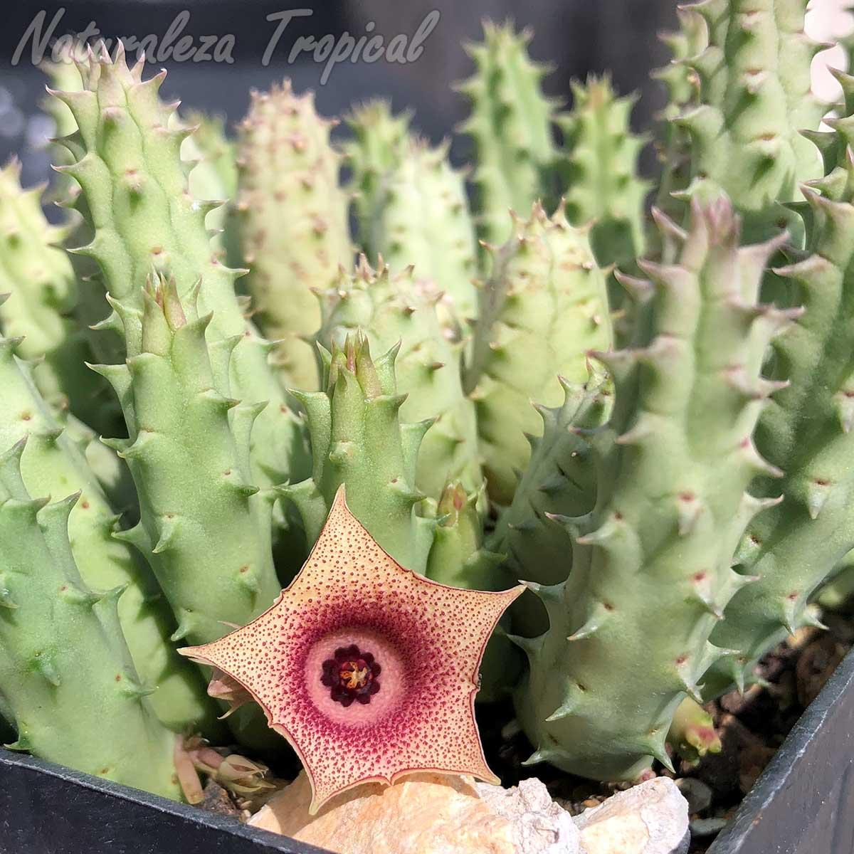 Vista de los tallos y flor de la planta suculenta Huernia ˡ Anita ˡ KMP 034