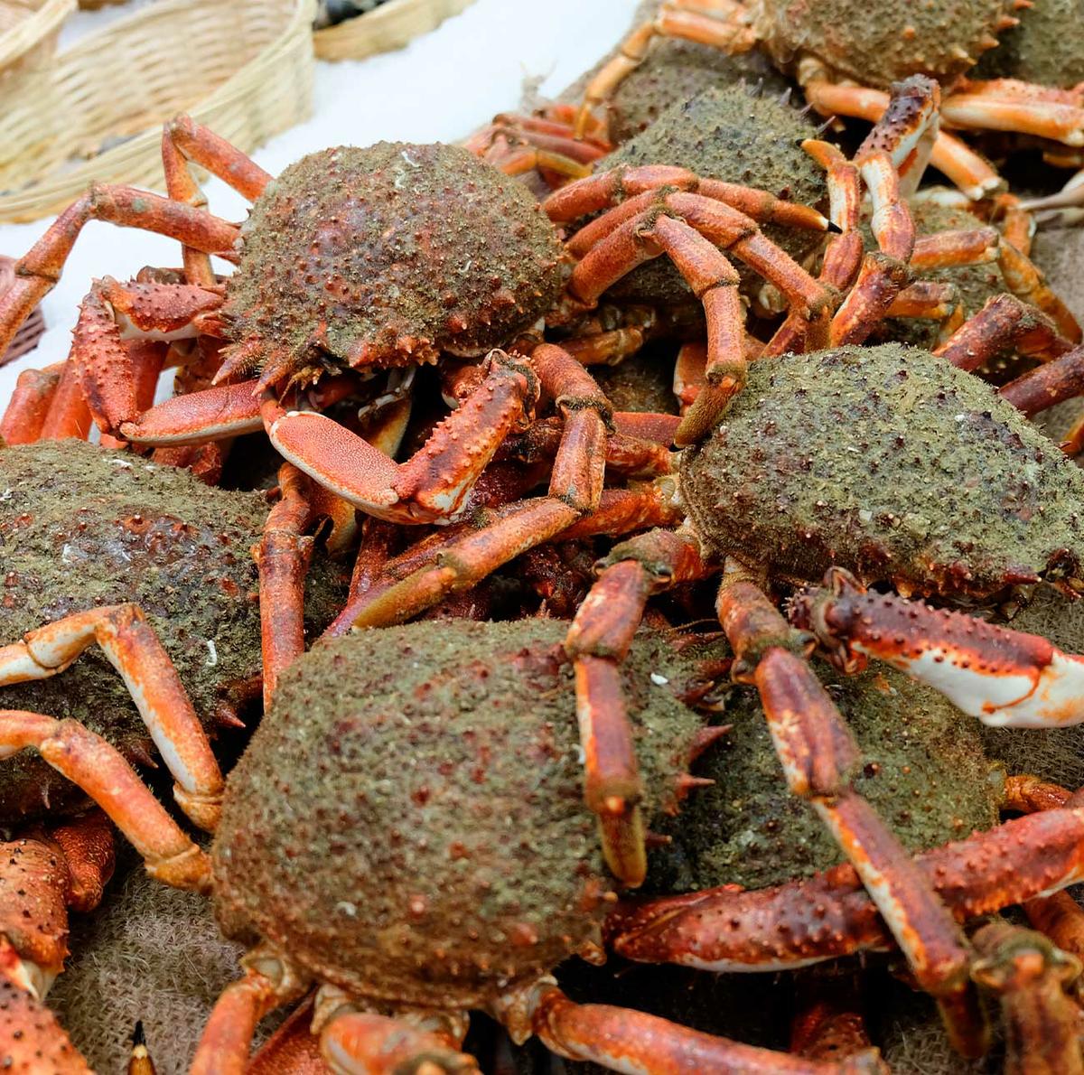 CENTOLLO GALLEGO ( O GROVE) [ TEMPORADA 2021/22 ABIERTA]