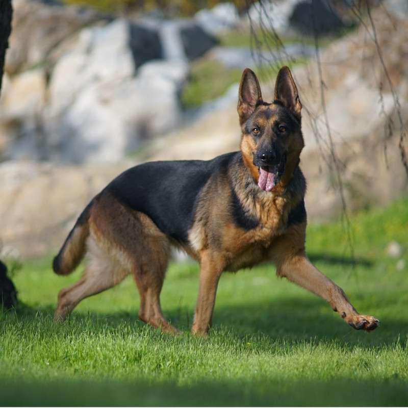 pastor alemán mirando a la cámara con las orejas erguidas