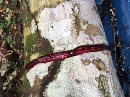 sangre de drago para que sirve