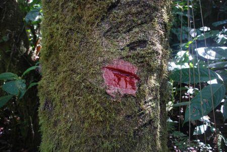 sangre de drago propiedades