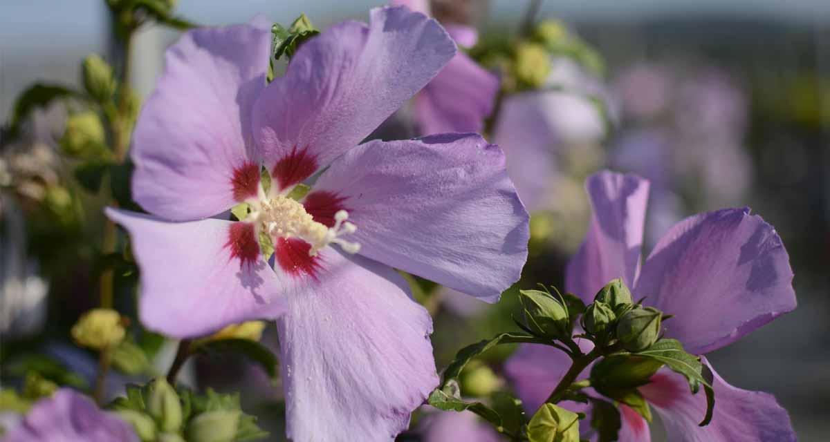 Floracion rosa de Siria