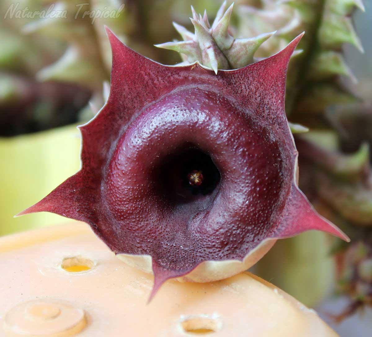 Vista de la flor de la planta suculenta Huernia ˡ Black Bell ˡ clon 2 KMP 036