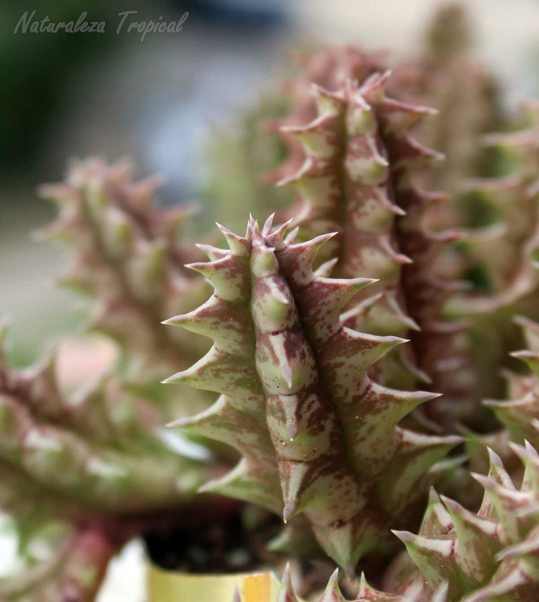Vista de los tallos de la planta suculenta Huernia ˡ Black Bell ˡ clon 2 KMP 036