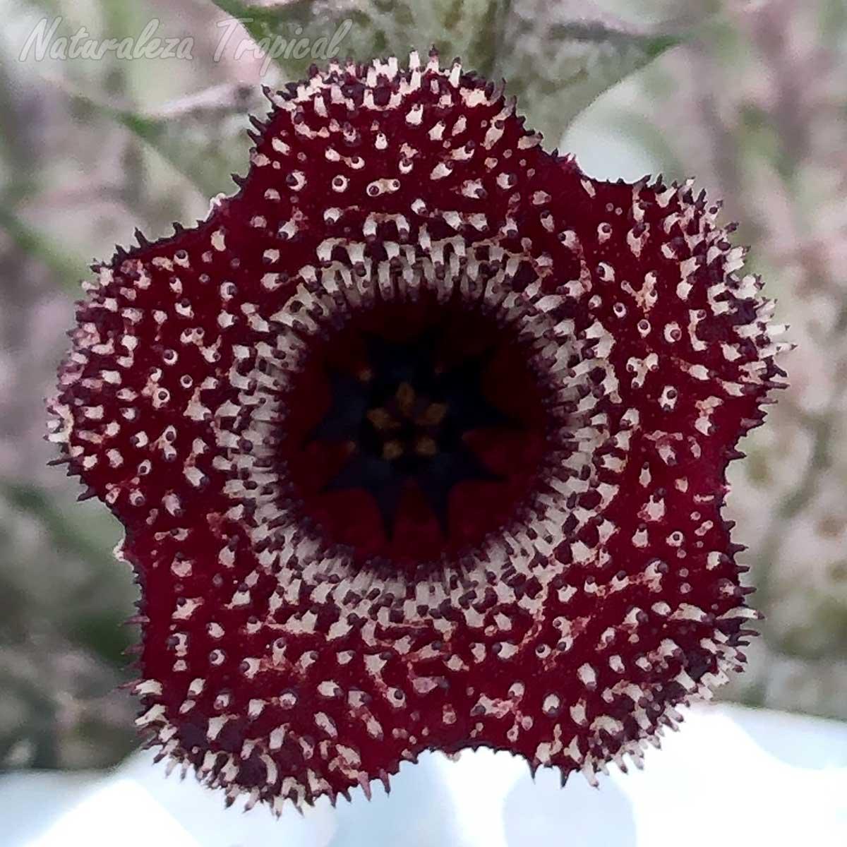 Vista central de la flor de la planta suculenta x Huernianthus ˡ Cuban Bell ˡ clon 2 KMP 037