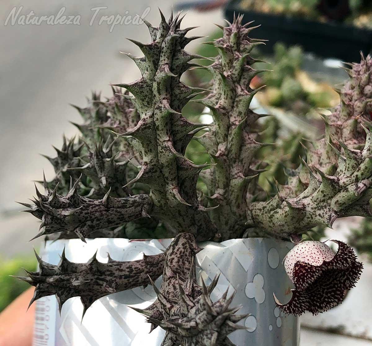 Tallos de la planta suculenta x Huernianthus ˡ Cuban Bell ˡ clon 2 KMP 037