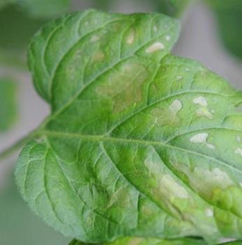 Hojas amarillas tomate magnesio