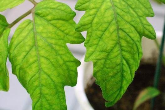 Hojas amarillas carencia de azufre tomate