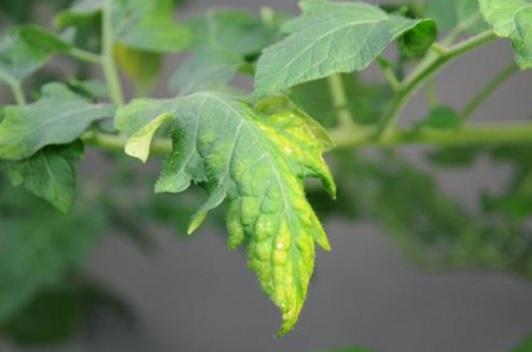 Carencia de potasio hojas amarillas tomate