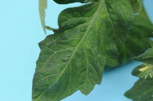 Carencia de zinc tomate