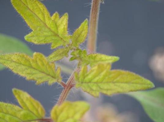 Carencia de hierro tomate