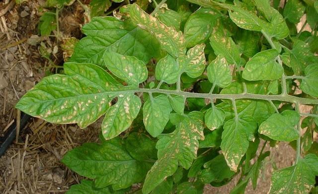 Hojas amarillas en tomate por