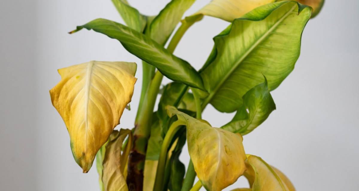 Hojas amarillas exceso de agua