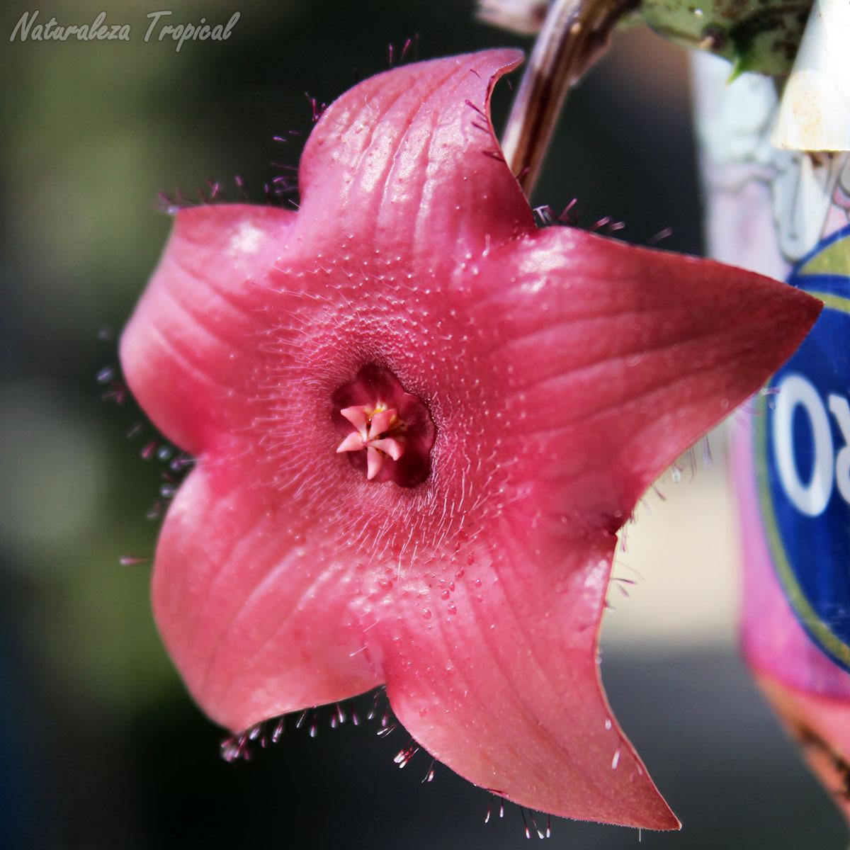 Vista de la flor característica de la planta suculenta x Huervalia ˡ Cuban Start ˡ clon 4 KMP 038