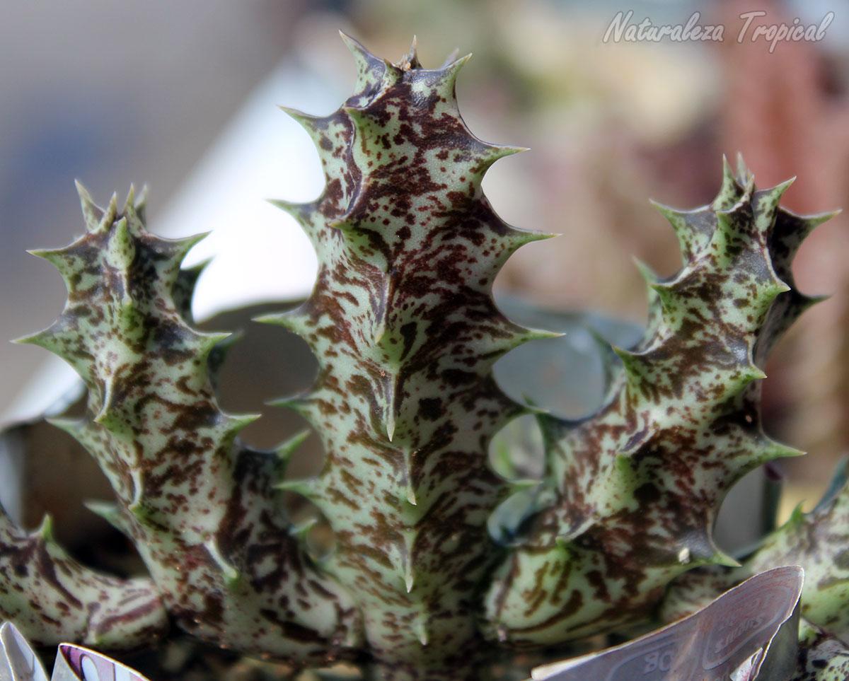 Vista de los tallos de la planta suculenta x Huervalia ˡ Cuban Start ˡ clon 4 KMP 038