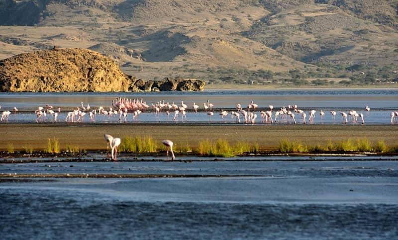 flamencos en Lago Natrón