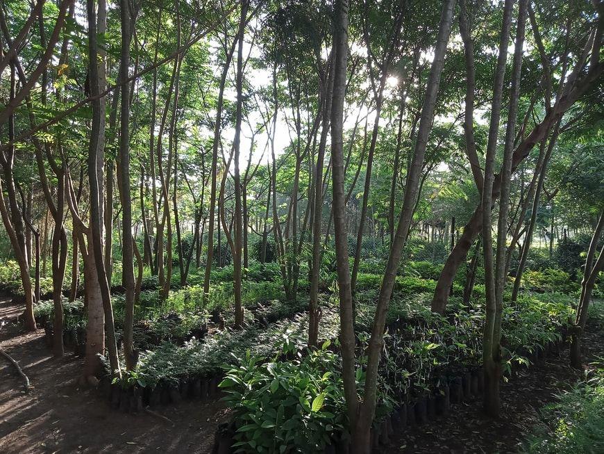 Árboles creciendo en Tree Nation