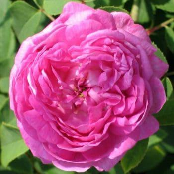 rosa centifolia propiedades