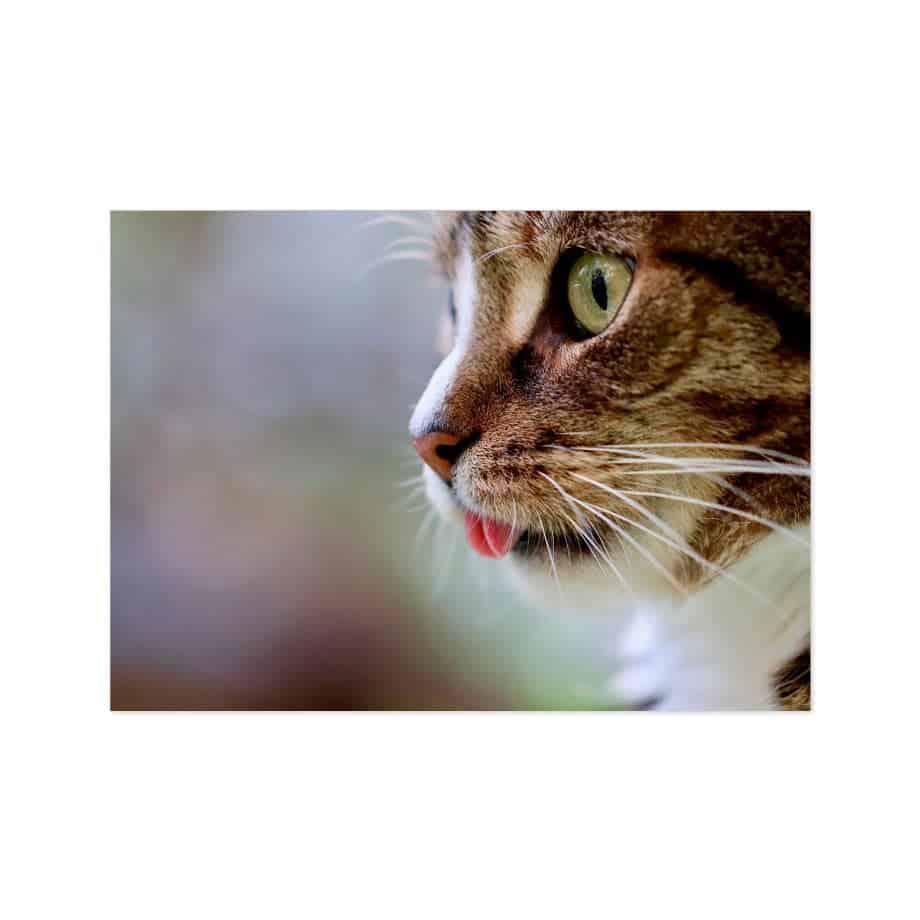 Cuadro bigotes de gato