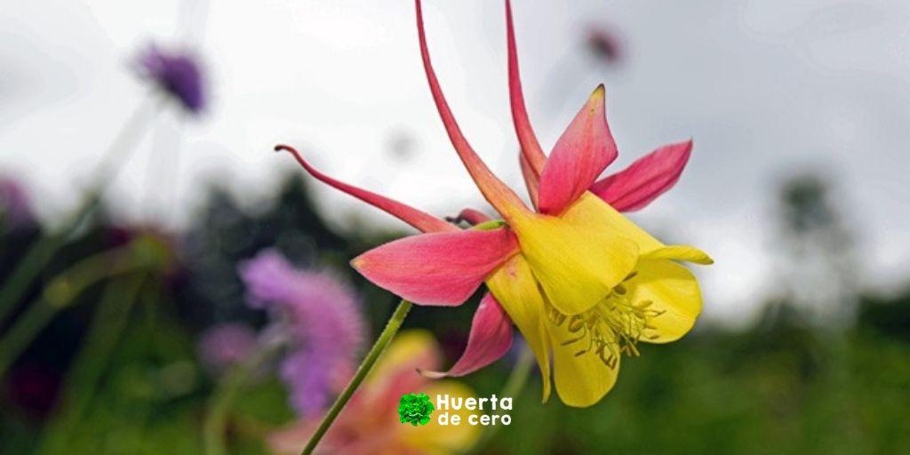 Aquilegia, propiedades de la flor