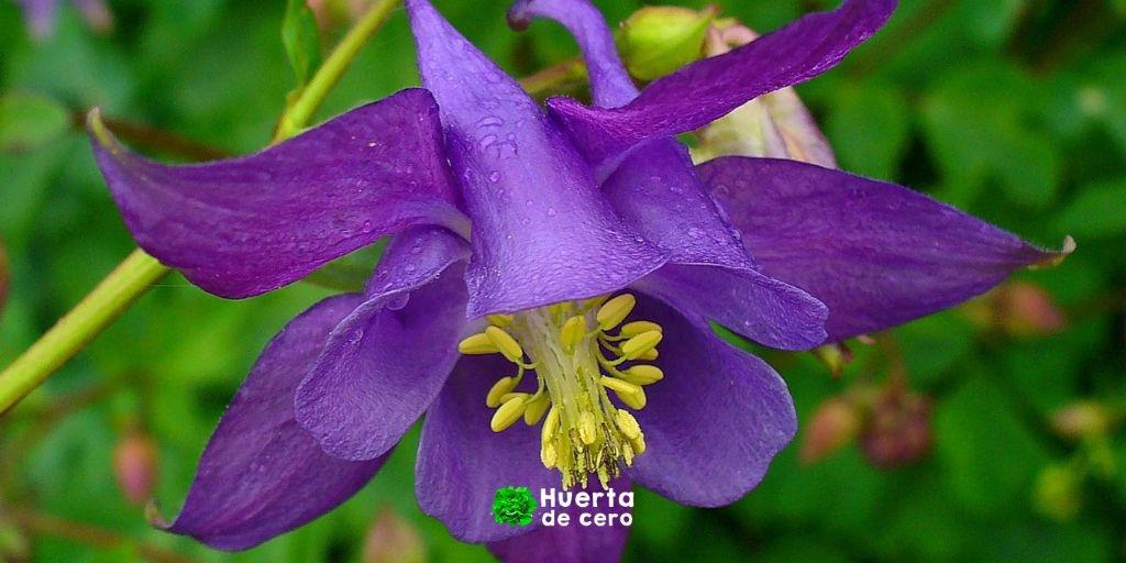 Cuidados de la flor aquilegia