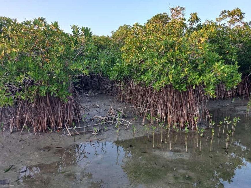 Manglares en Barra de Potosí