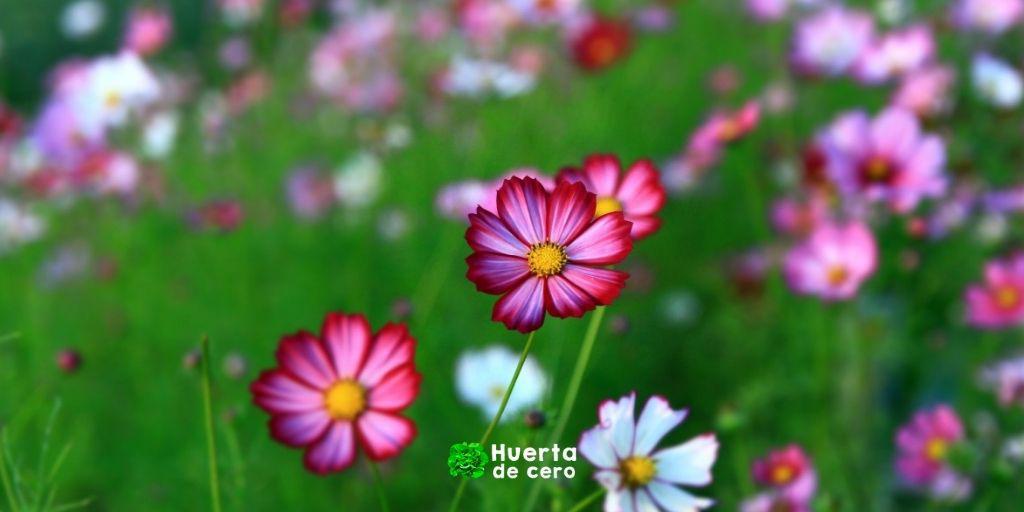 Flor cosmos, cuidados y necesidades