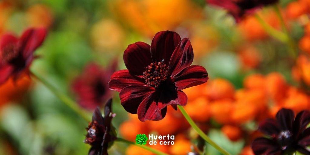Flor cosmos sabor a chocolate