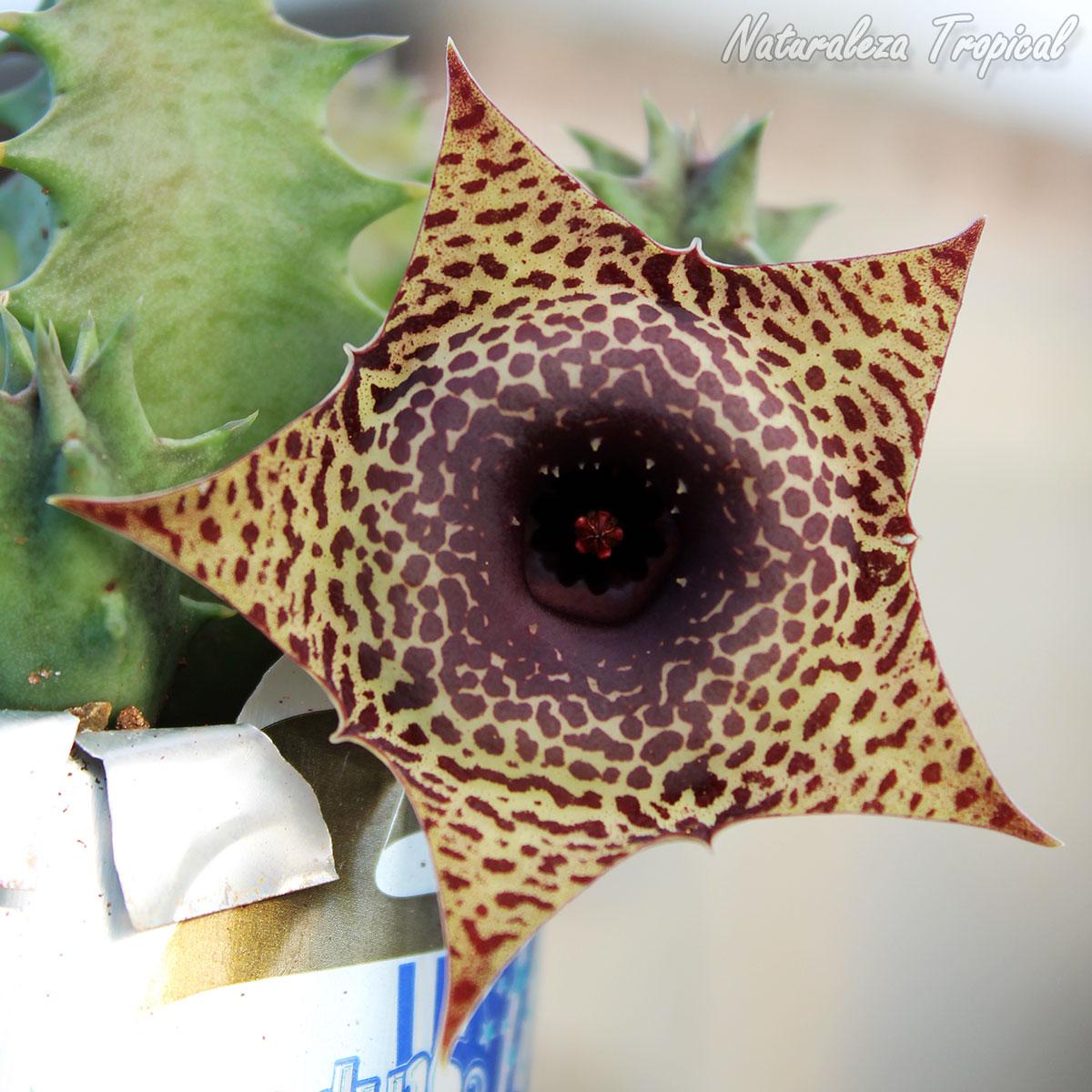 Flor característica de la planta suculenta Huernia ˡ Big Habanera ˡ clon 2 KMP 040