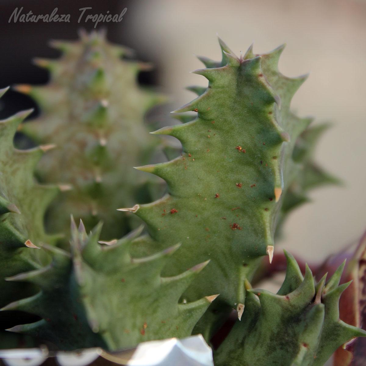 Tallos de la planta suculenta Huernia ˡ Big Habanera ˡ clon 2 KMP 040