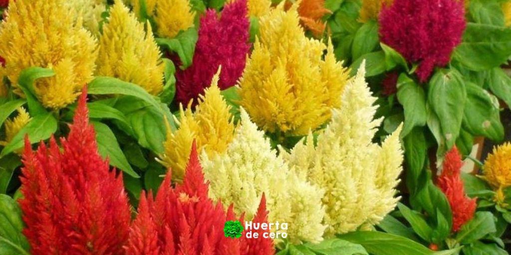 Celosia Argentea Plumosa - Como cuidar