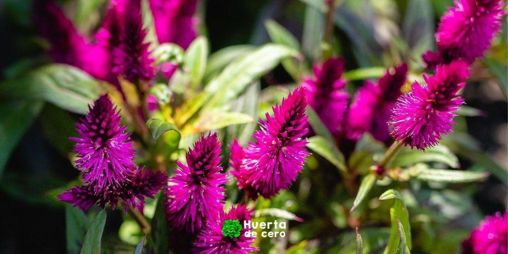 Celosia Argentea Palmeri
