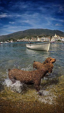 Perros de agua español en el mar