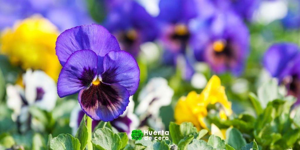 Cuidados de la flor pensamiento