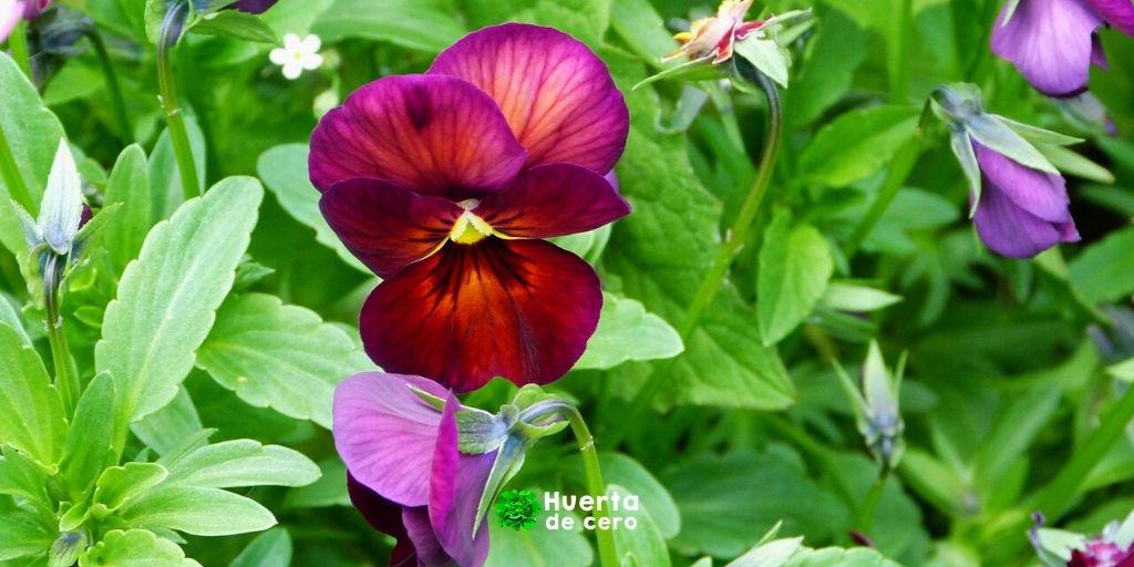 Cuidados de la flor pensamiento