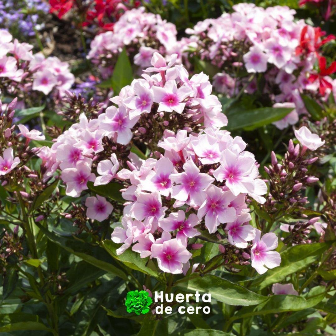 Phlox Paniculata