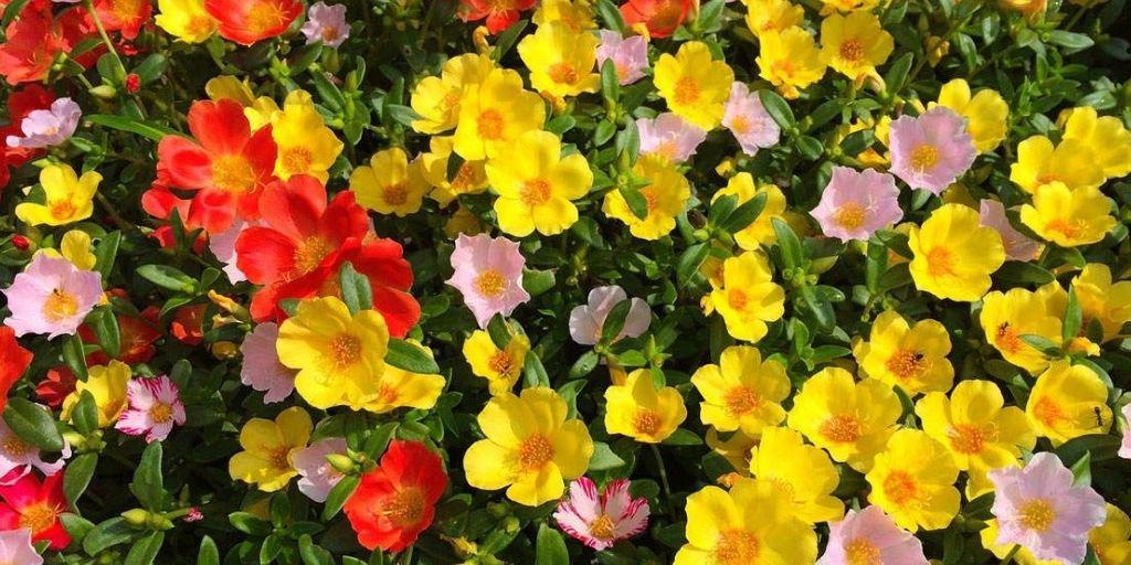 Flor portulaca, cuidados