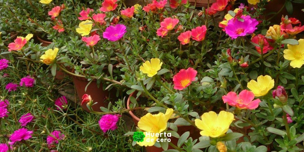 portulaca propiedades