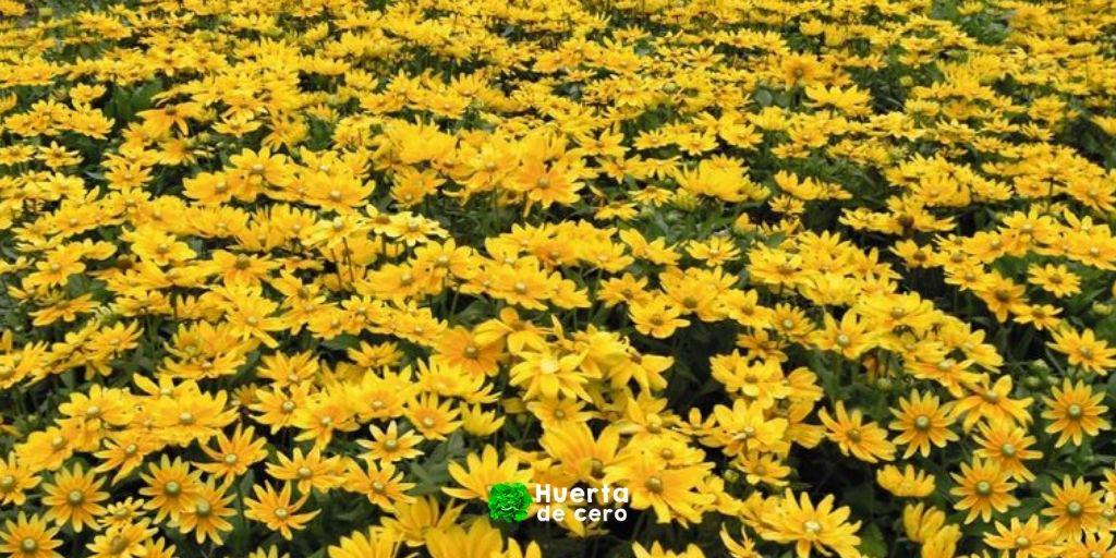 Como sembrar Rudbeckia hirta en la huerta