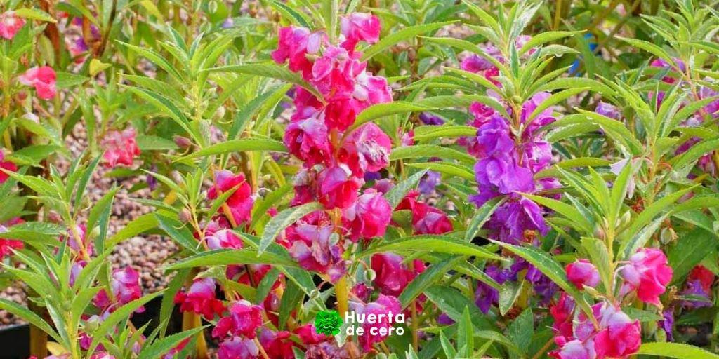 cuidados de la flor Impatiens balsamina en el jardin
