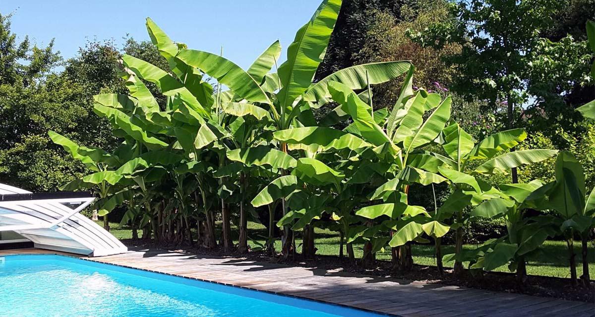 Platanera plantas para piscina