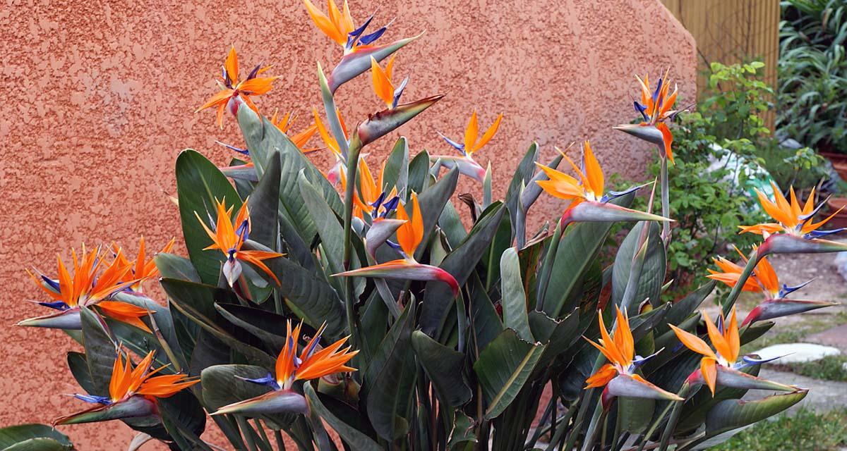 Plantas para piscinas Strelitzia reginae