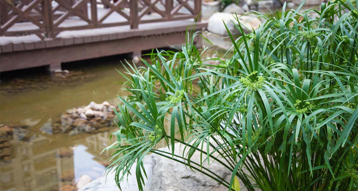 Planta papiro piscinas