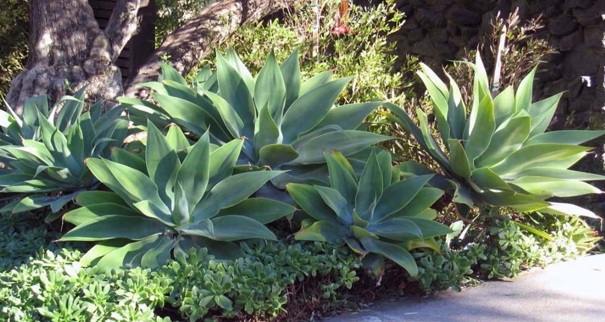 Agave attenuata jardin