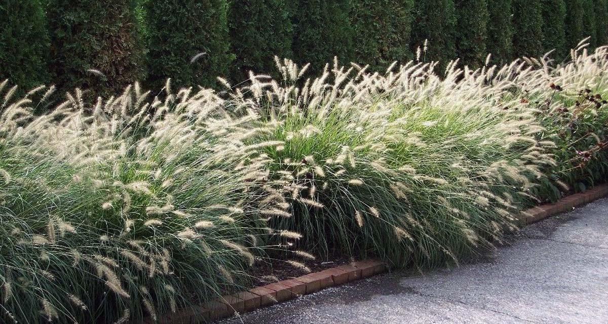 Pennisetum Rupelli piscina