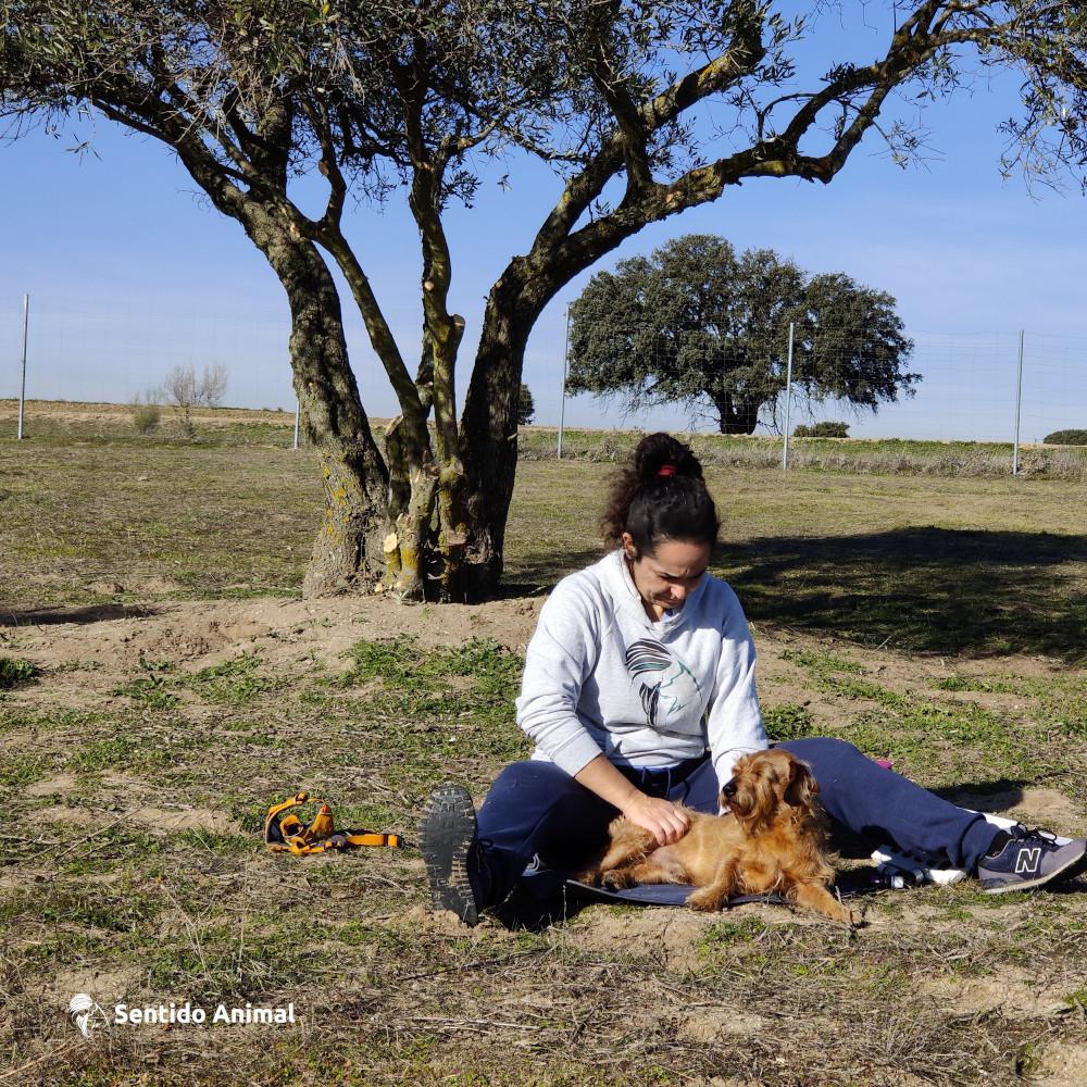Mujer en el campo con olivo detrás, haciendo un masaje a un perro marrón teckel