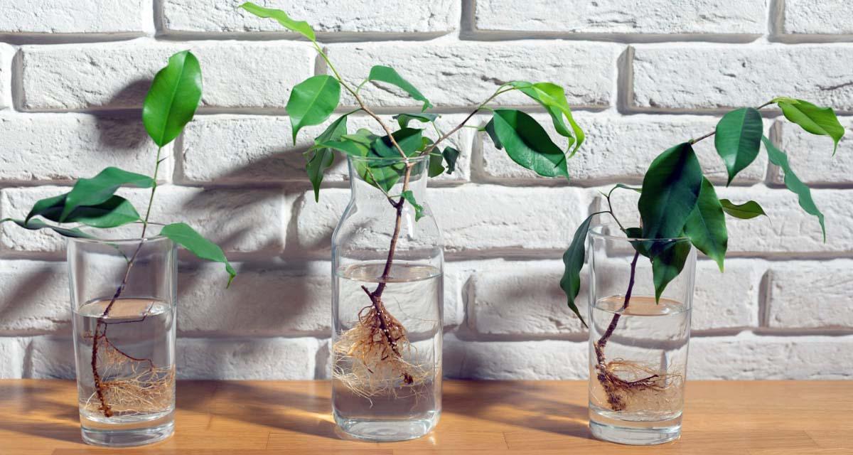 Hormonas enraizantes esquejes